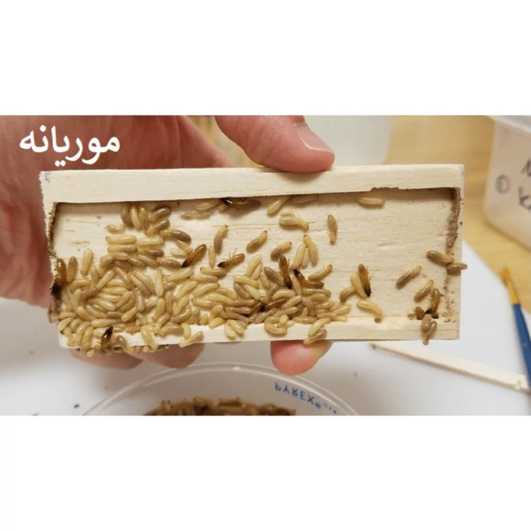 سم مورچه کش و موریانه کش همه فن حریف قدرتمند آمادرو ارسال رایگان