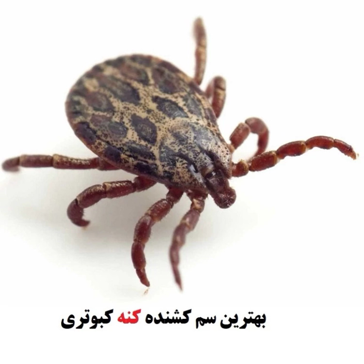 سم کنه کبوتری بلک فلگ ارسال رایگان