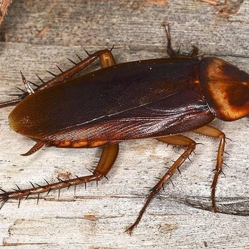 فروش بهترین سم خارجی سوسک ریپلزال(ارسال رایگان)