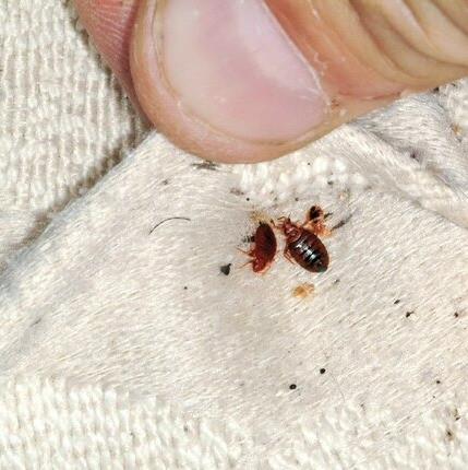 فروش بهترین سم خارجی تخم ساس واندرساید(ارسال رایگان)