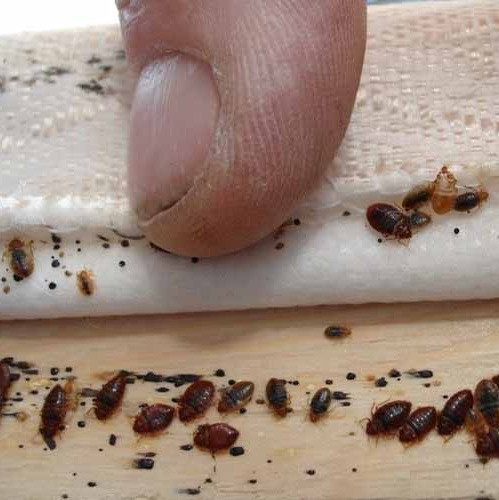 فروش بهترین سم ساس وارداتی کراس فایر(ارسال رایگان)