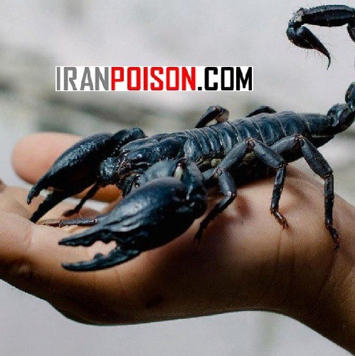 فروش سم حرفه ای وارداتی عقرب پیگانیک(ارسال رایگان)