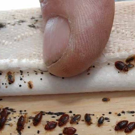 خرید سم نابودکننده ساس پیرانا خارجی(ارسال رایگان)