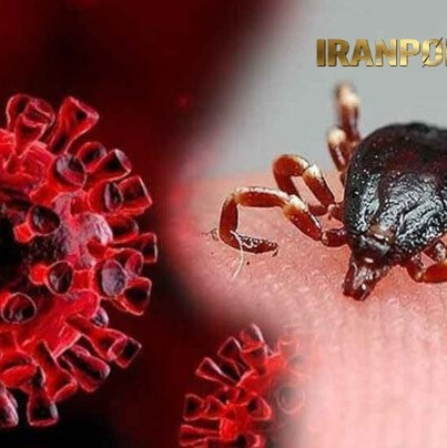 سفارش سم کنه کش بلک فلگ وارداتی(ارسال رایگان)