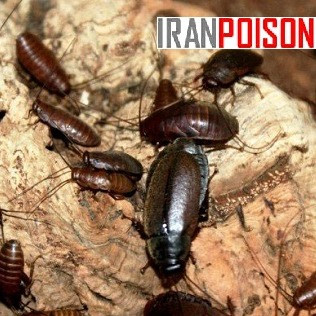 خریدوفروش ریپلزال وارداتی برای کنترل سوسکهای کوچک(ارسال رایگان)
