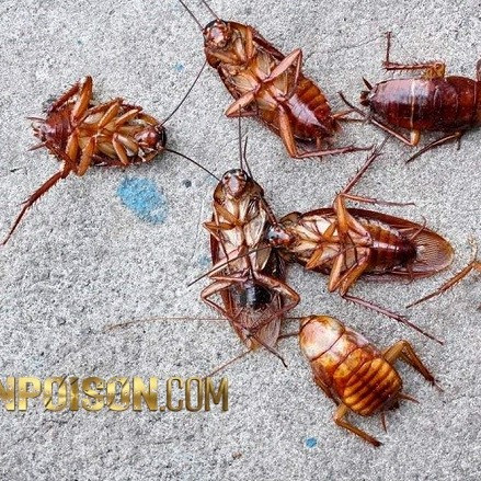 خریدوفروش ریپلزال وارداتی برای کنترل سوسکهای کوچک(ارسال رایگان)
