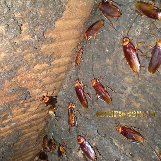 فروش ریپلزال وارداتی برای کنترل سوسکهای کوچک(ارسال رایگان)