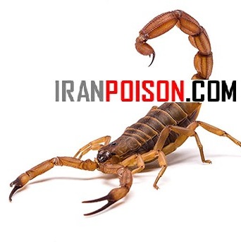 فروش پیگانیک وارداتی ویژه کنترل عقرب در باغ و باغچه(ارسال رایگان)