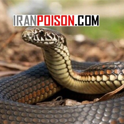 خریدوفروش سم حرفه ای وارداتی مار تی اس(ارسال رایگان)