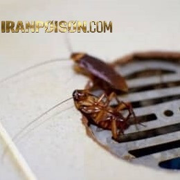 فروش سم رونج وارداتی مخصوص مدیریت سوسک در رستورانها(ارسال رایگان)