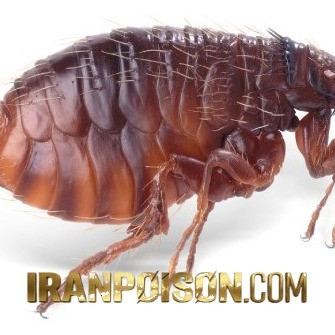 خرید سم ساس بدباگ وارداتی برای مدیریت آلودگی ساس در اتاق خواب(ارسال رایگان)