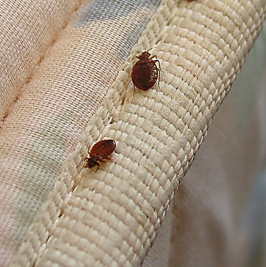خرید ساسکش پست ساید وارداتی برای خانه(ارسال رایگان)