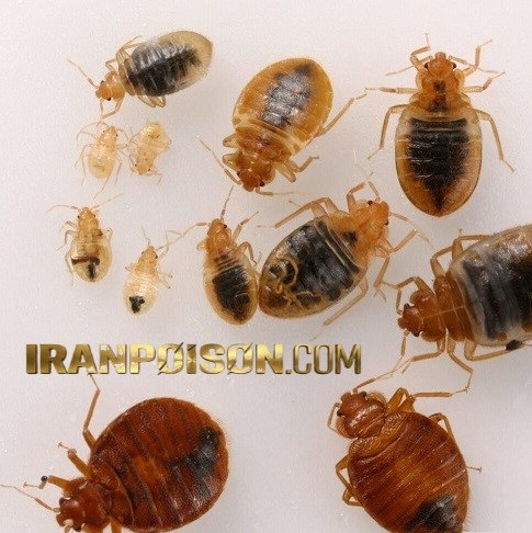خرید سم ساس پیرانااصل ویژه محیطهای داخلی(ارسال رایگان)