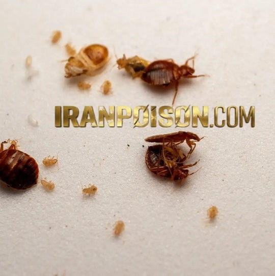 خرید سم ساس پیرانااصل ویژه محیطهای داخلی(ارسال رایگان)