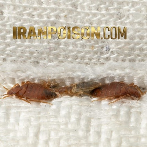 خرید سم ساس پیرانااصل ویژه محیطهای داخلی(ارسال رایگان)