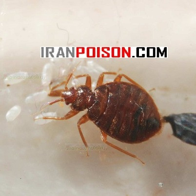 خریدفروش ساسکش پیرانا وارداتی برای محیطهای اقامتی(ارسال رایگان)