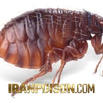 خرید سم بلک فلگ وارداتی برای مدیریت کنه در دامداری(ارسال رایگان)