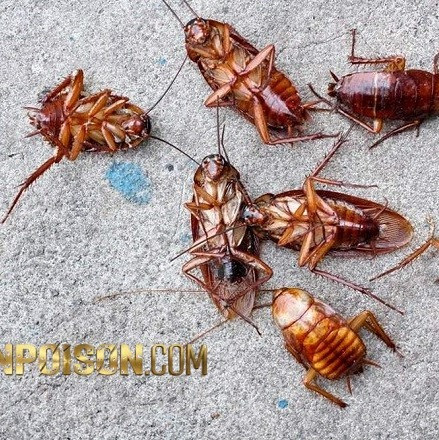 خرید سم ریپلزال برای مقابله با سوسک ریز در آشپزخانه(ارسال رایگان)