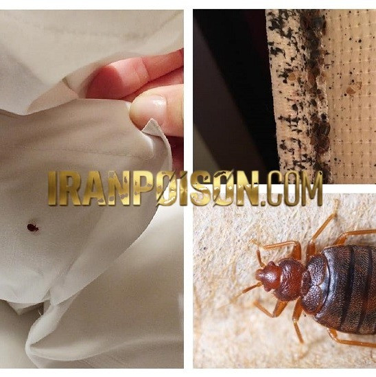 فروش سم ساسکش بدباگ مخصوص محیطهای مسکونی(ارسال رایگان)