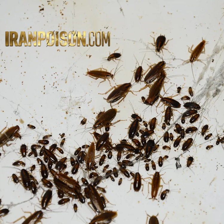 خرید سم رونج برای کنترل سوسک در موتورخانه (ارسال رایگان)