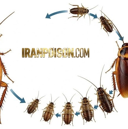 خرید سم سوسک کش شات گان وارداتی(ارسال رایگان)