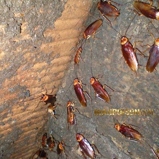 خرید سم سوسک کش شات گان وارداتی(ارسال رایگان)