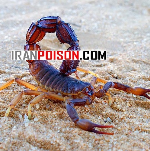 خرید سم پیگانیک عقرب با قدرت بالا وارداتی(ارسال رایگان)