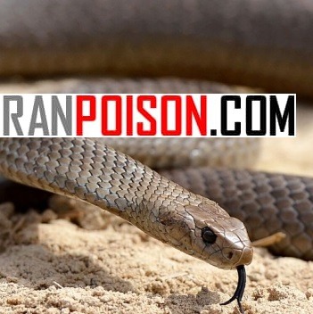 خرید سم مار اسنیک ای وی قدرتمند وارداتی (ارسال رایگان)