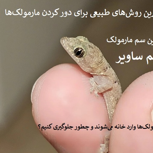 با ساویر، کنترل مارمولک رو جدیتر دنبال کن
