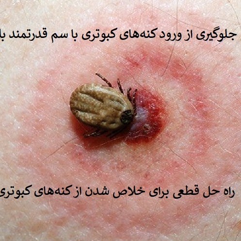 خرید سم قوی کنه کبوتری بلک فلگ