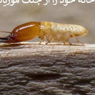 خرید سم قوی موریانه ترمیدور