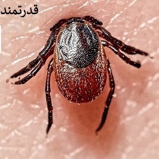خرید سم کنه کبوتری مکس فورس