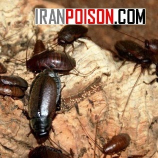 خرید سم پر فروش برای سوسک های فاضلابی رونج