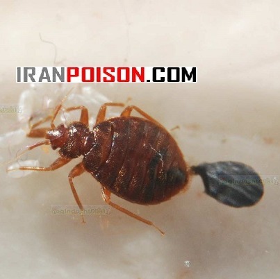 سم ساس بدباگ راهحل قدرتمند برای کنترل ساس