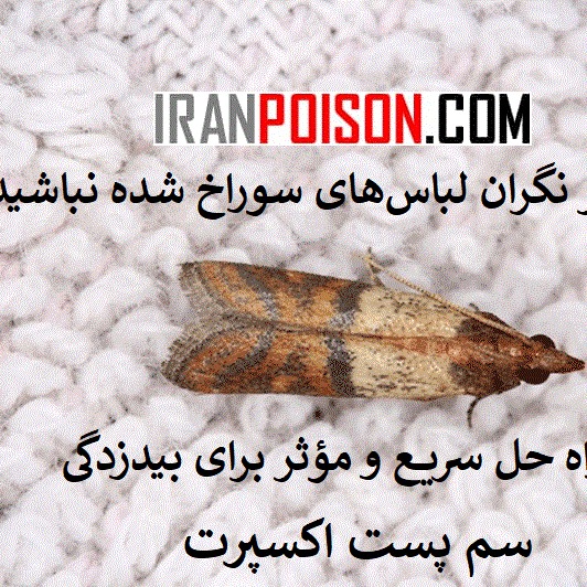 سم بیدکش کلین آپ برای از بین بردن بید فرش