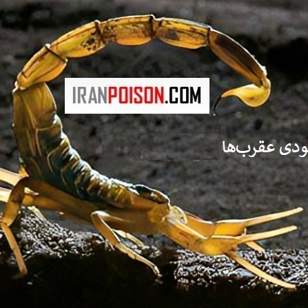 خرید کردن سم عقرب پیگانیک