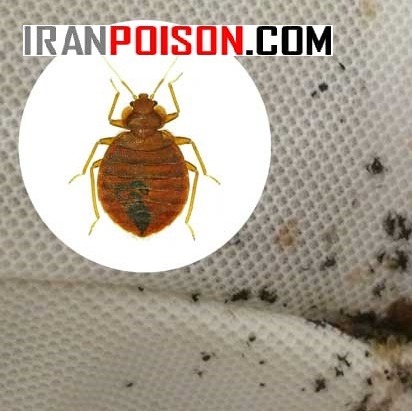 ساس کش پیرانا اورجینال (ارسال رایگان)
