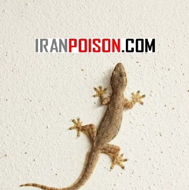 خرید آنلاین سم مارمولک لیزارد