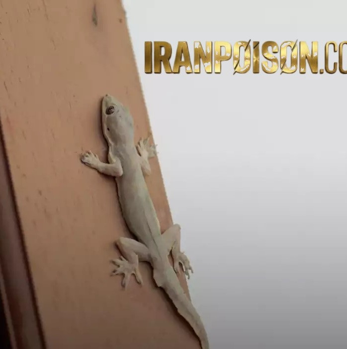 رهایی از مارمولکهای مزاحم با لیزارد