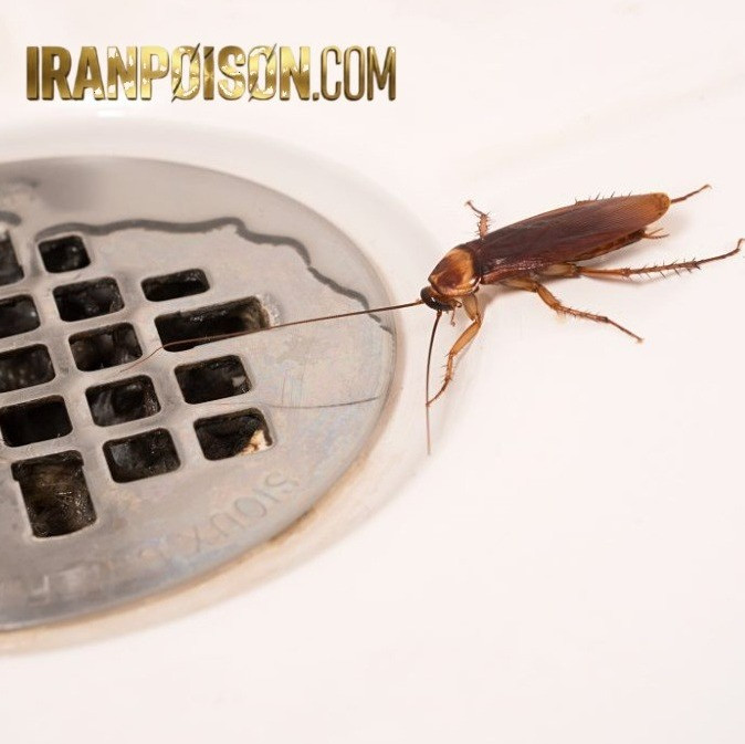 سم سوسک فاضلابی رونج برای آشپزخانه و سرویس بهداشتی