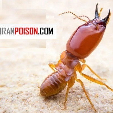 خرید سم ترمیدور برای نابودی موریانه