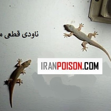 خرید سم مارمولک ساویر