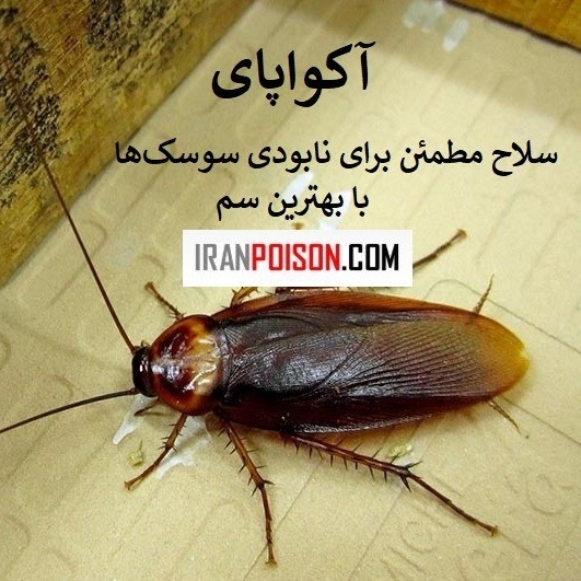 سوسک کش وارداتی اکوپای اصلی (ارسال رایگان)