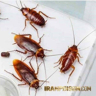 سوسک کش وارداتی اکوپای اصلی (ارسال رایگان)