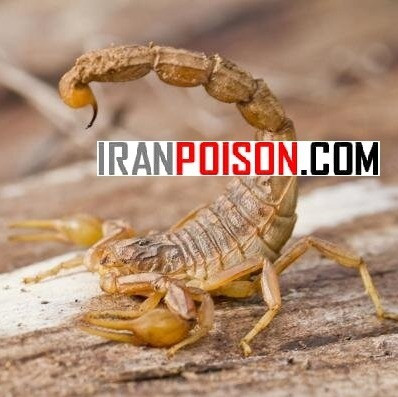 سم عقرب کش هاریس وارداتی (ارسال رایگان)
