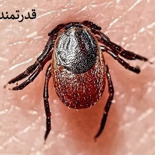 از بین بردن کنه با کنه کش بلک فلگ