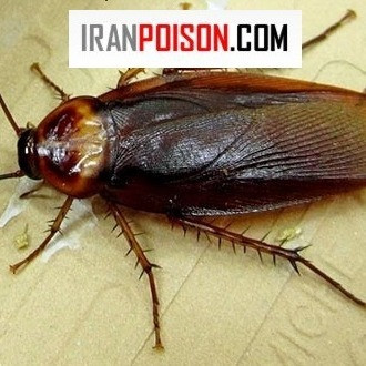 سم ریپلزال برای سوسک های ریز خانه