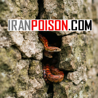 راهحل مطمئن برای از بین بردن مار با اسنک ای وی