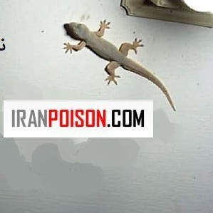 بهترین سم مارمولک ساویر با ماندگاری بالا