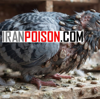 کنه کبوتری با سم مکس فورس